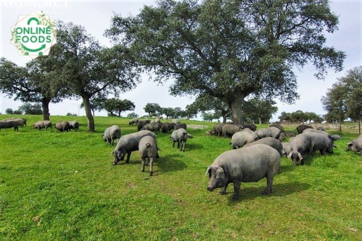 Heo đen Iberico Tây Ban Nha