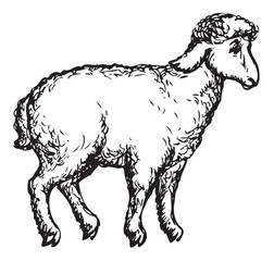 Lamb - Thịt cừ Úc